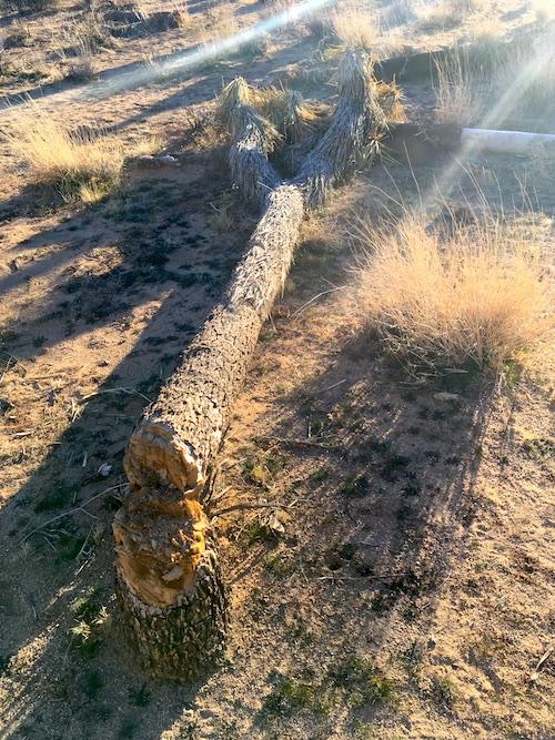 Vandals cut down this Joshua tree in Joshua Tree National Park/NPS