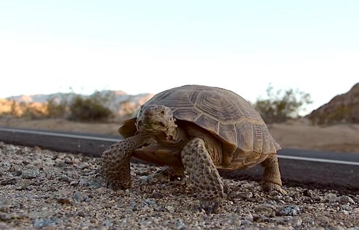 Desert Tortoise at Joshua Tree National Park/NPS
