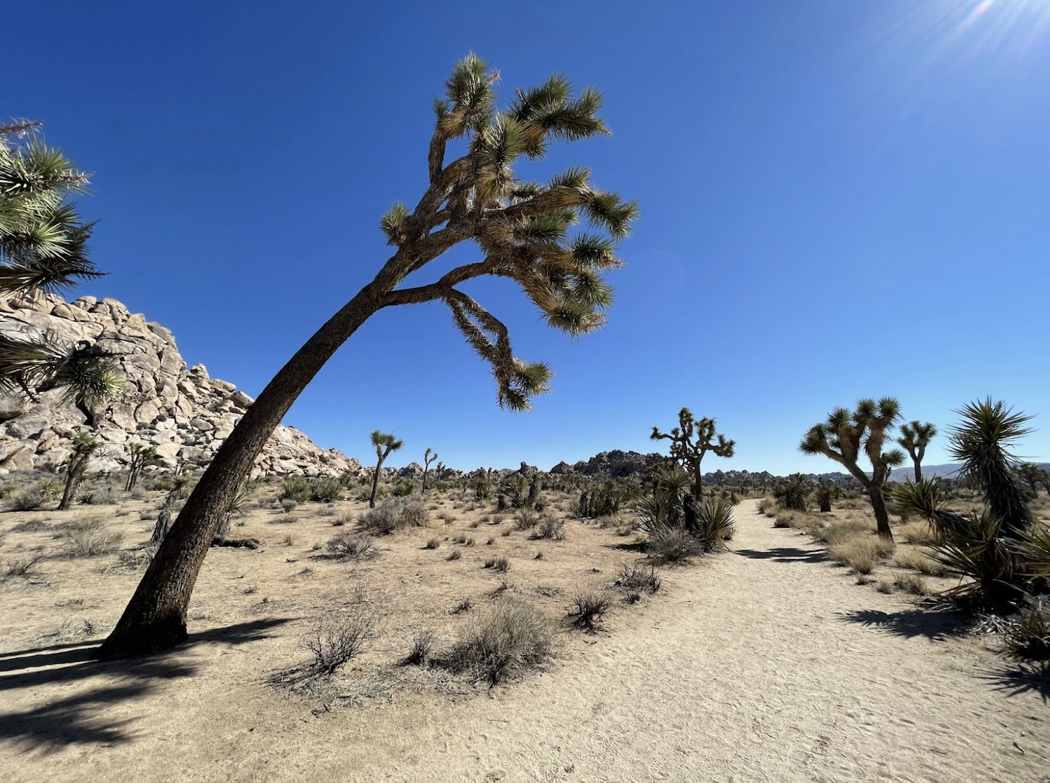 Putting the power of the sun into electric vehicles at Joshua Tree could be challenging/Sarh Guzick