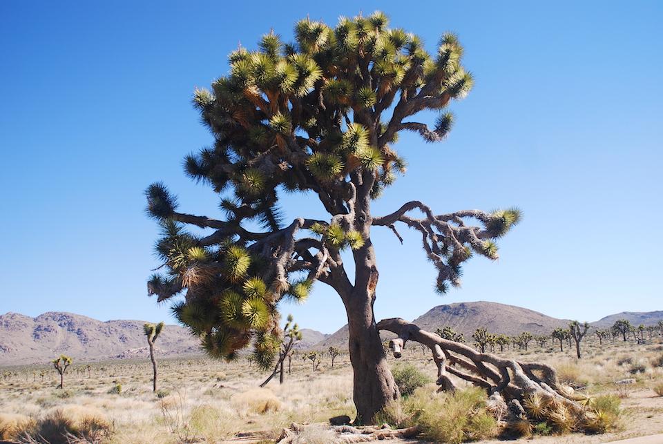 Warming temperatures make it questionable whether Joshua Tree National Park can hold onto its namesake trees/Kurt Repanshek file