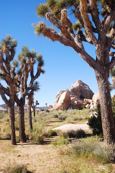 Joshua Tree National Park's signature Joshua trees could vanish due to climate change/Kurt Repanshek file