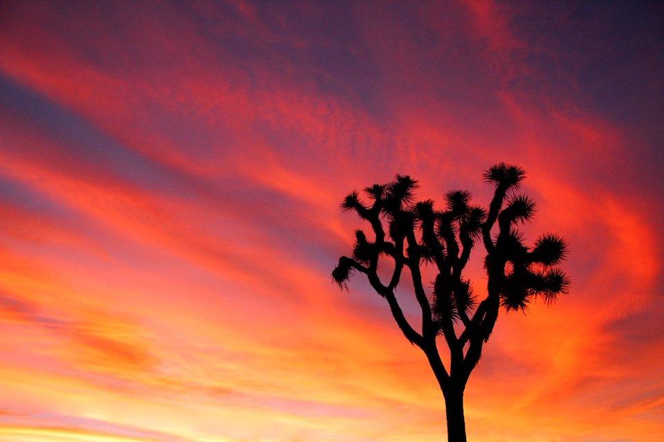 Joshua Tree at sunset/NPS, Brad Sutton