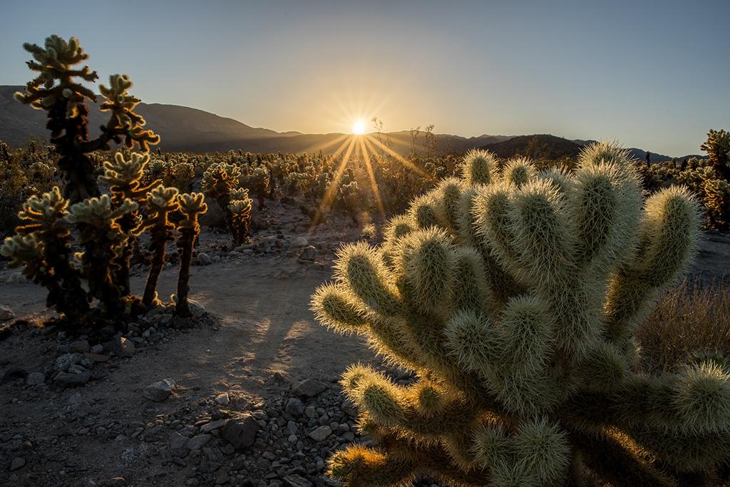 Setting sun at the Cholla Garden, Joshua Tree National Park / NPS-Glauco Puig-Santana