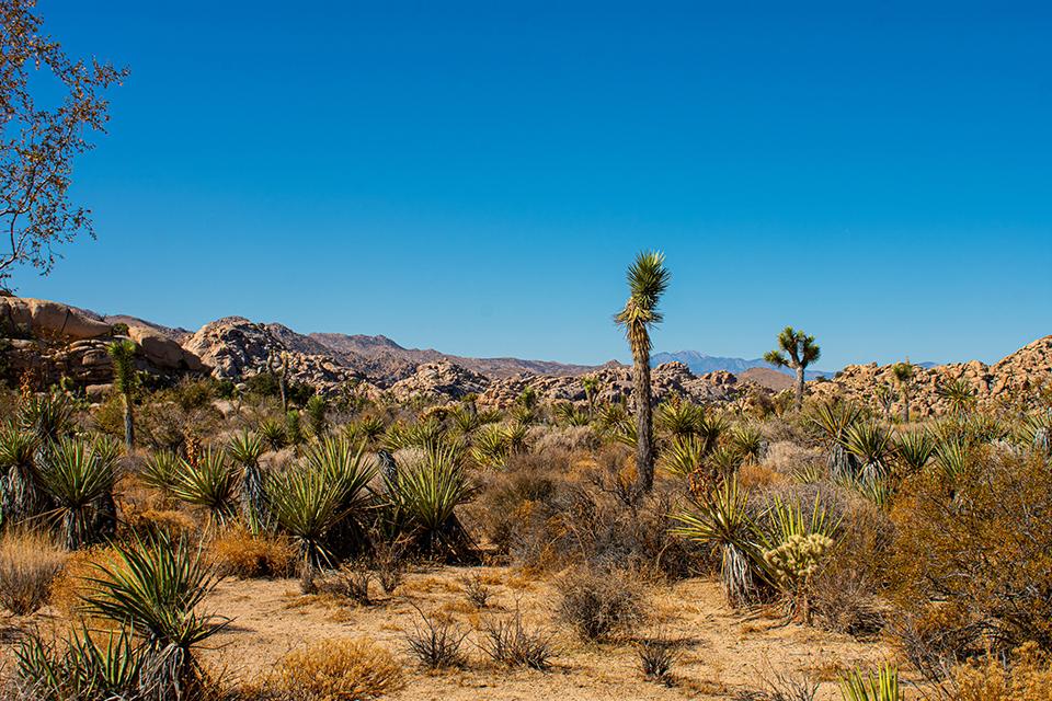 Desert Landscape, Joshua Tree National Park / NPS-Jane Gamble