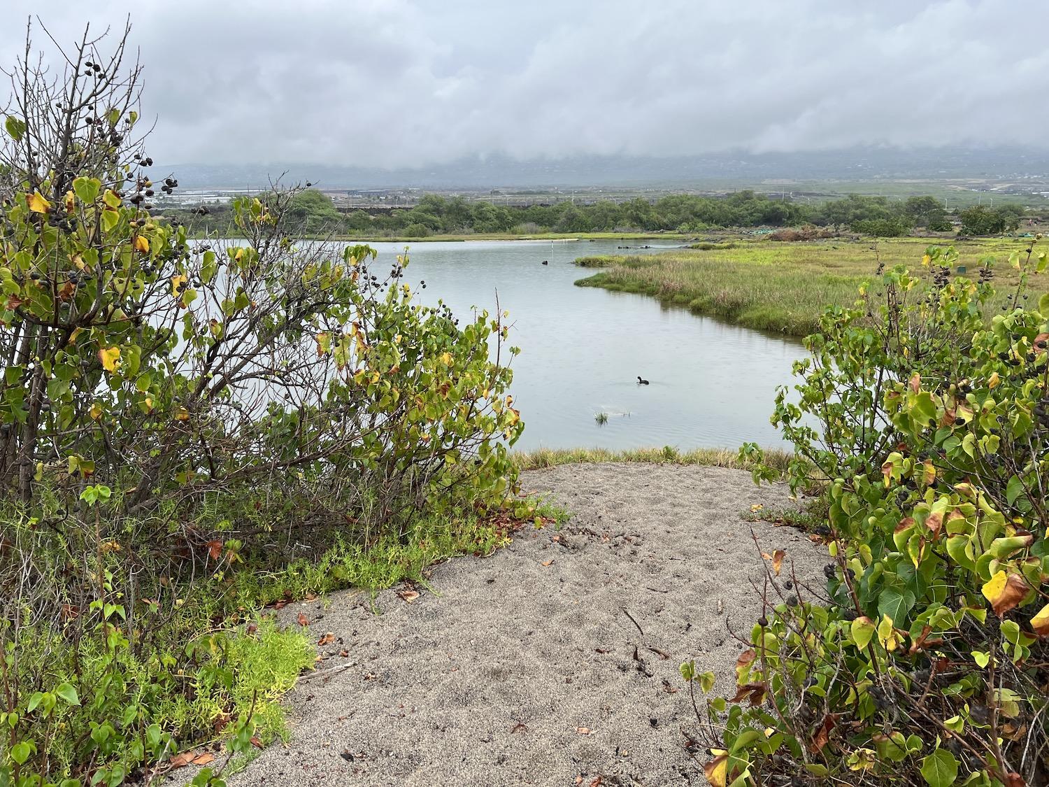 The ‘Aimakapā Fishpond is a wetland that draws native and migratory birds.