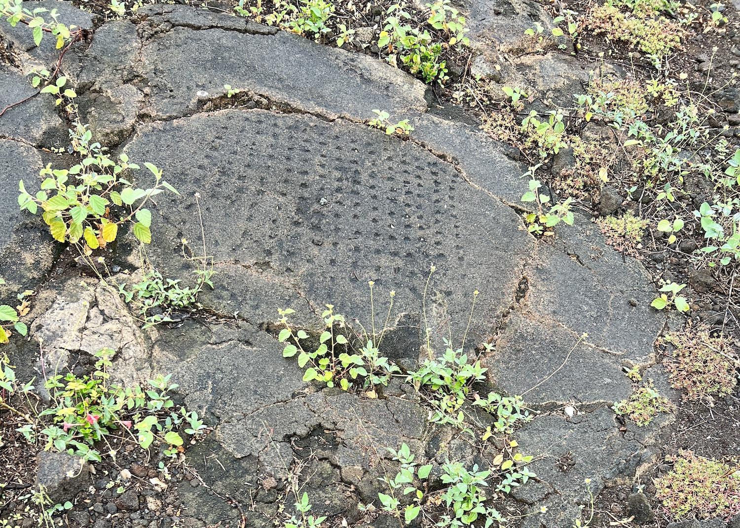 Kaloko-Honokōhau features a looped boardwalk called Ki‘i Pōhaku (Petroglyph Path) and this papamu (a checkerboard of small holes used for a board game called konane)