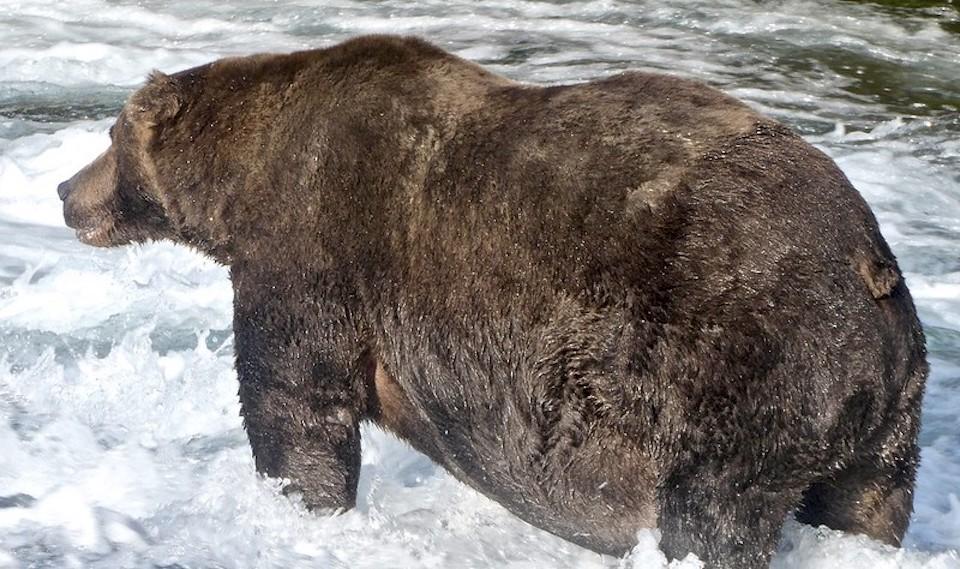 "747," a portly brown bear who really knows how to pack on the pounds, won Katmai National Park's Fat Bear 2020 contest/NPS