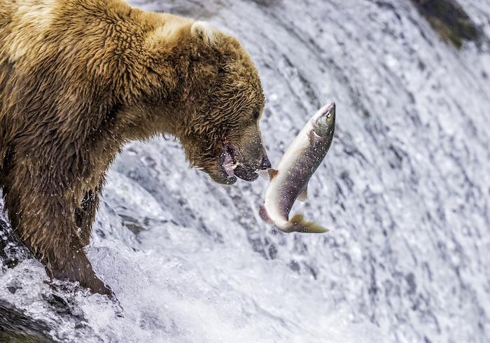 Fishing bear at Brooks River at Katmai National Park/Copyright Rebecca Latson