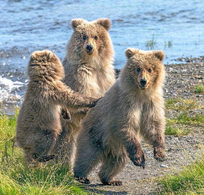 Brown bear cubs at Katmai National Park and Preserve, Rebecca Latson