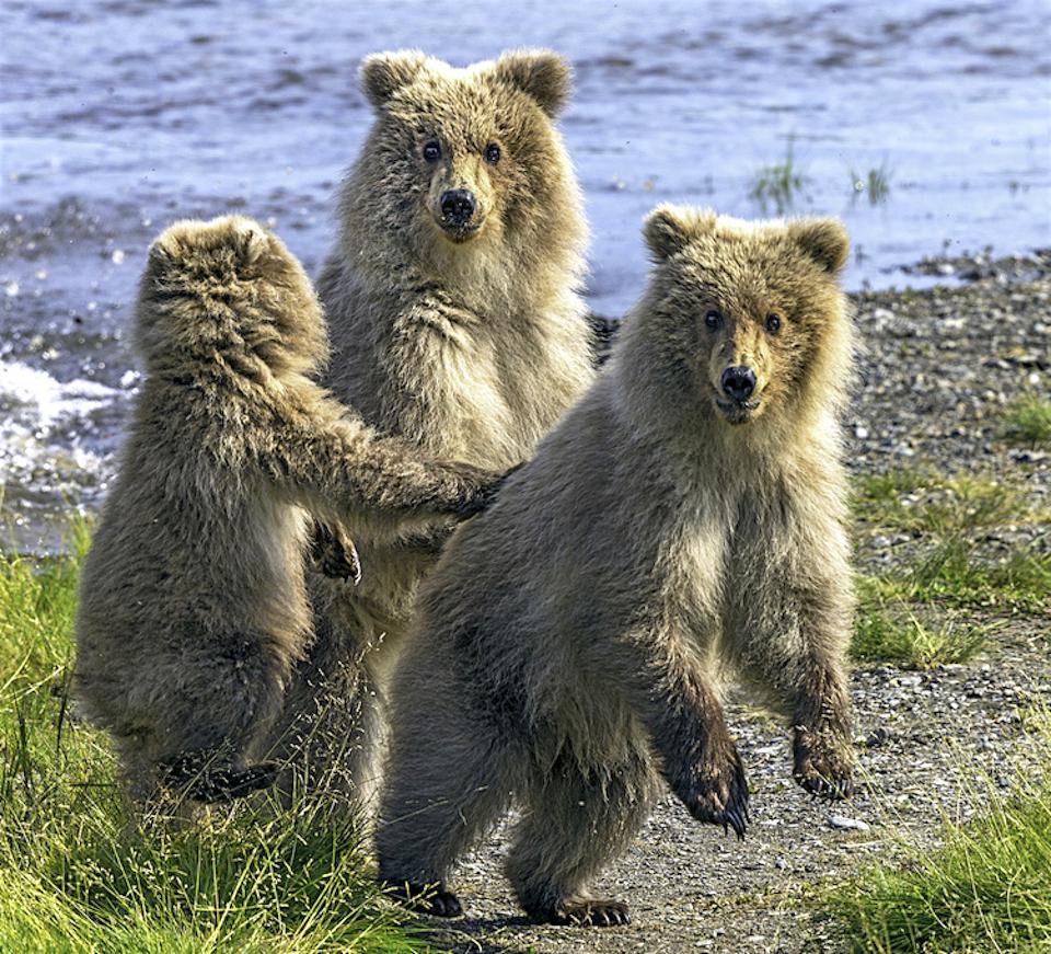 Cubs at Katmai National Park and Preserve/Rebecca Latson
