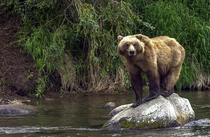 Brooks River bear at Katmai National Park/copyright Rebecca Latson