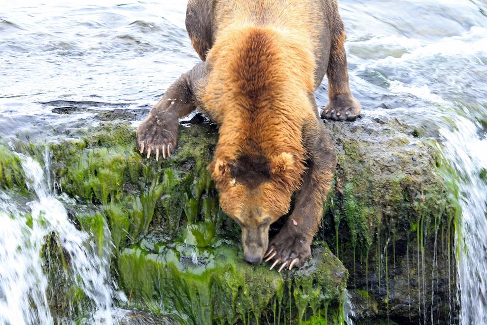Brown bear waiting for fish on Brooks River/Barbara Moritsch