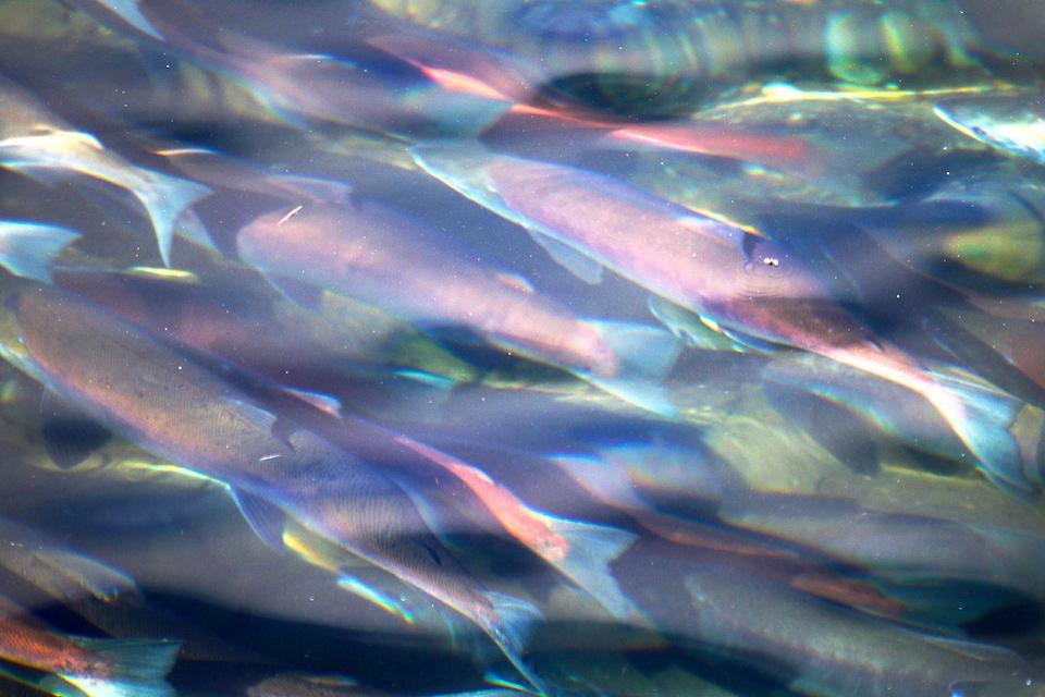 A salmon run in the Brooks River/Barbara Moritsch
