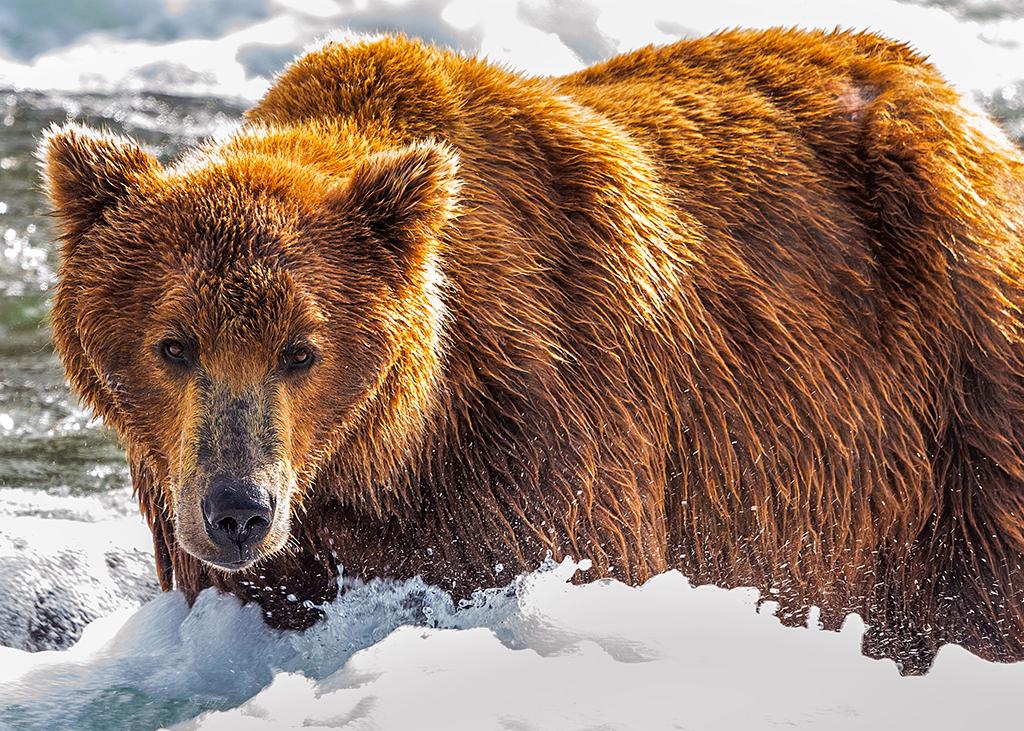 Brown bear in the Brooks River rapids, Katmai National Park & Preserve / Rebecca Latson
