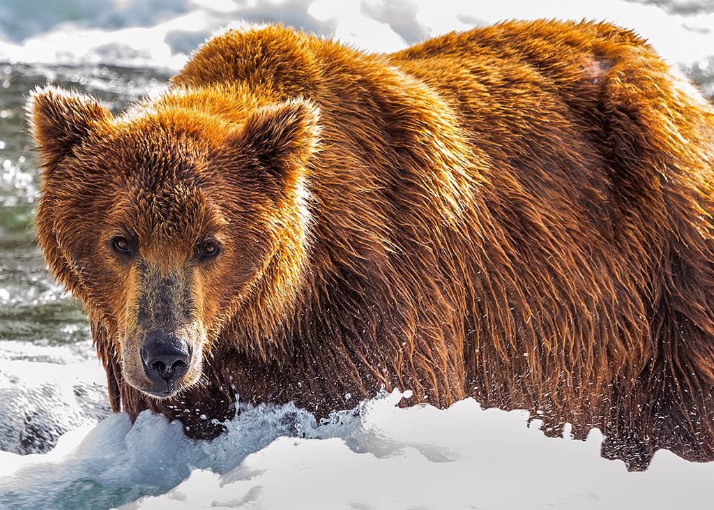 Brown bear in the Brooks River rapids, Katmai National Park &amp;amp; Preserve / Rebecca Latson