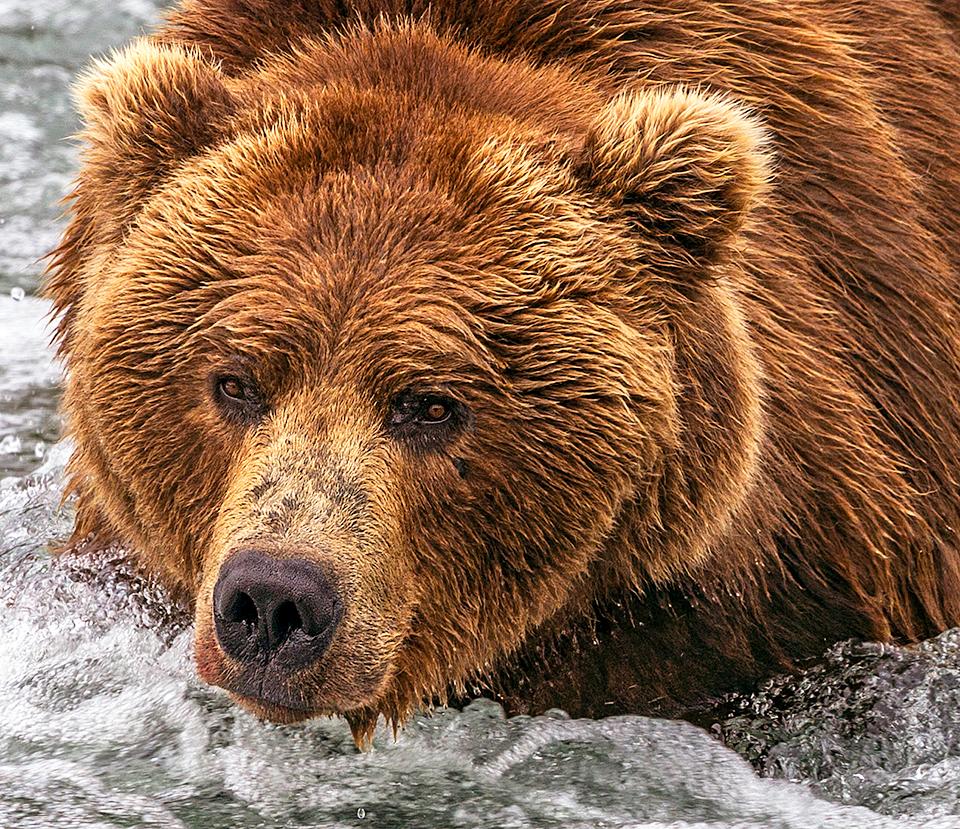 Getting its game on and ready for stiff competition at Katmai National Park and Preserve / Rebecca Latson file