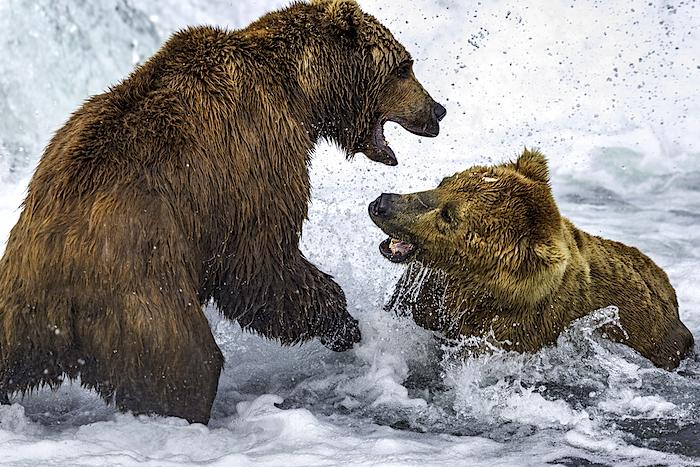 Brown bears fighting in the Brooks River at Katmai National Park/RLatson