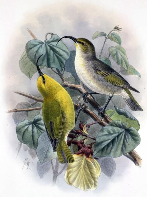 Though it's last confirmed sighting in the wild was in 1899, the Kauaʻi nukupuʻu was only declared extinct last month/John Gerrard Keulemans (1842-1912)