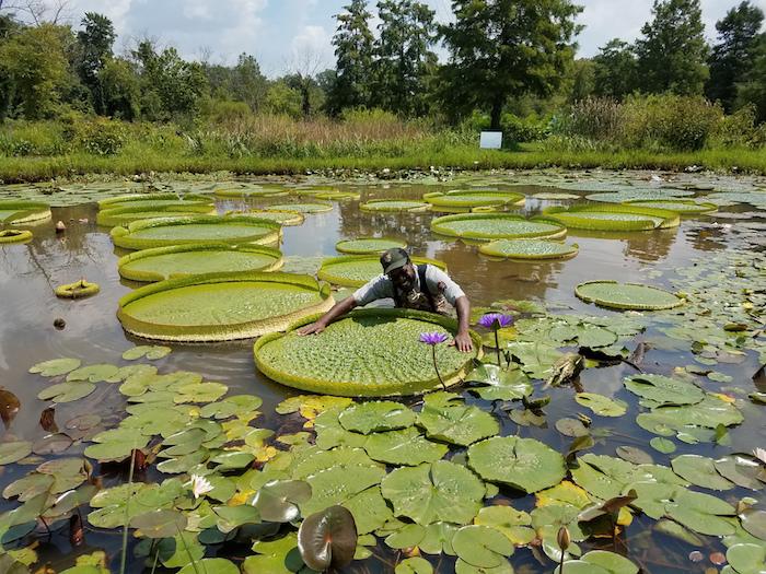 Park ranger at Kenilworth Aquatic Gardens poses with giant Amazonian lily pads that can grow up to 10 feet wide. NPS Photo