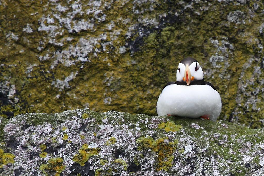 Puffin, Kenai Fjords National Park / Kay White Puffin, Kenai Fjords National Park / Kay White