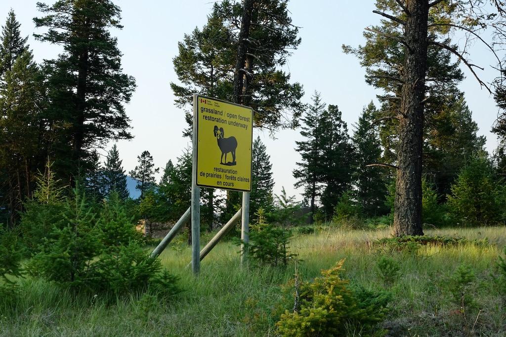 A sign announced restoration in the Redstreak campground area.