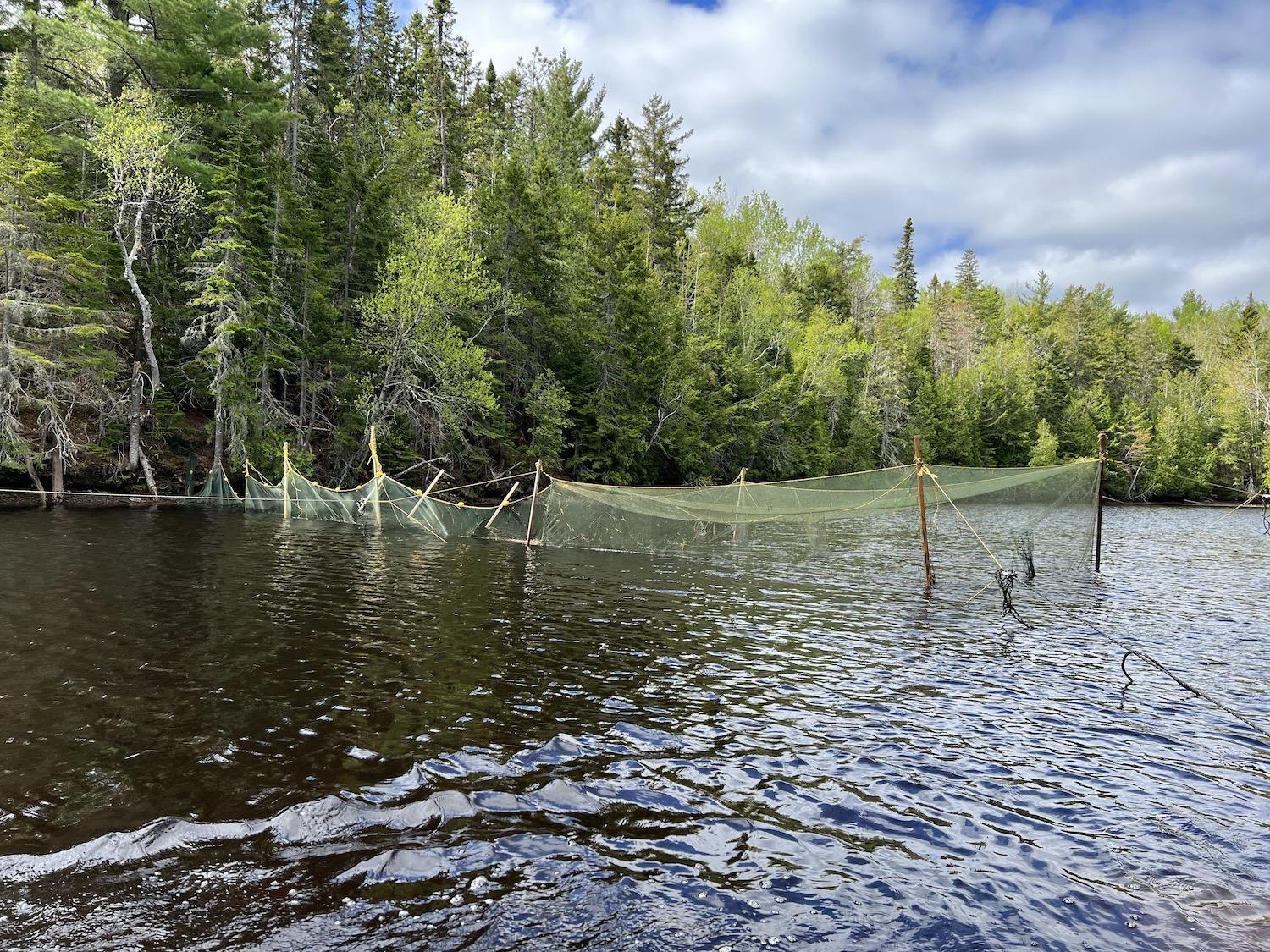 Kouchibouguac uses smelt box nets as part of its Atlantic salmon recovery project.