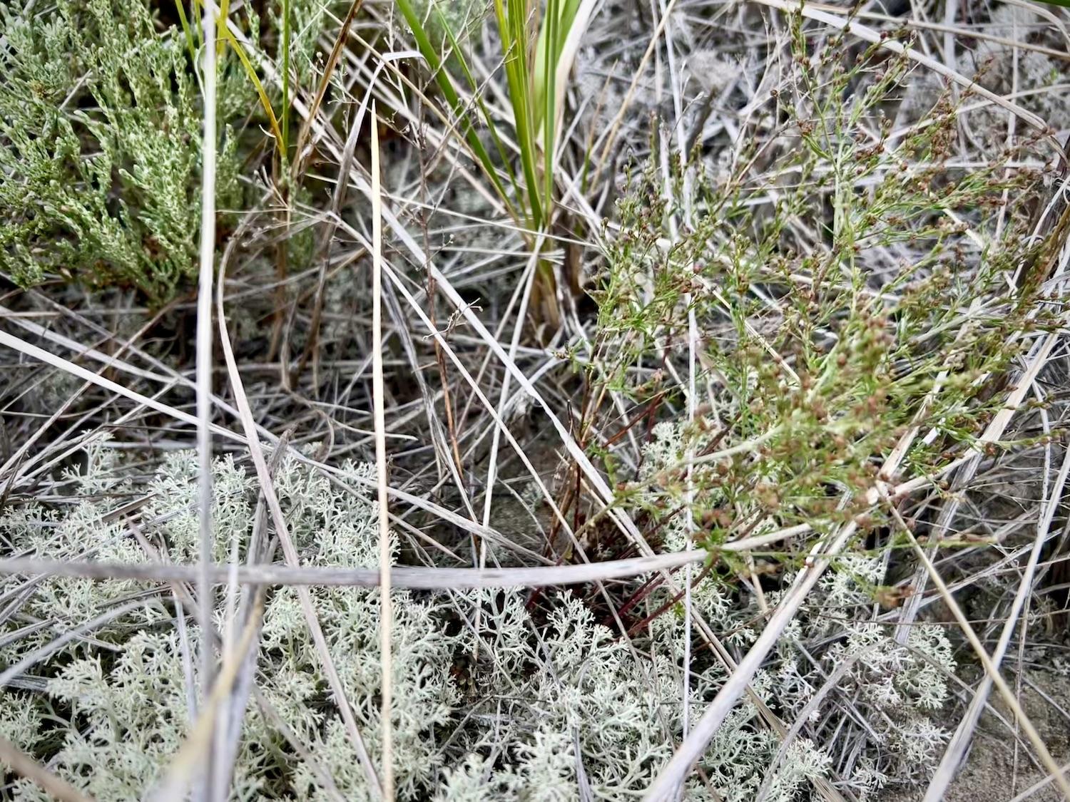 Beach Pinweed, right, always grows near Beach Heather, left, and Caribou Lichen, bottom.