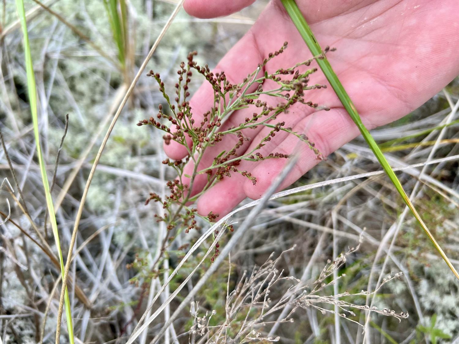 Beach pinweed is subtle and grows near the ground on dunes so is easily missed.