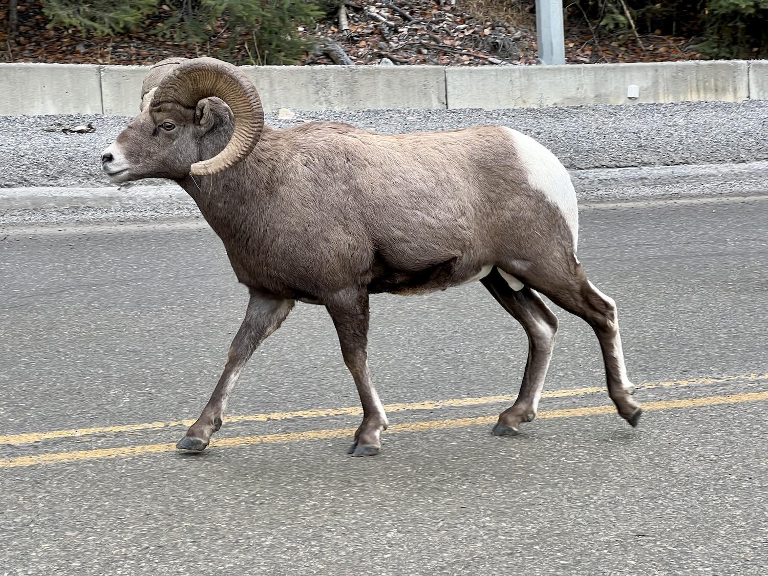A Rocky Mountain bighorn sheep walks down the middle of the highway near Radium Hot Springs.