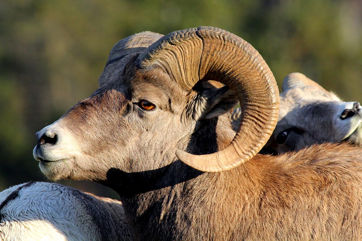 Now it's time to research the iconic bighorn sheep at Kootenay National Park.