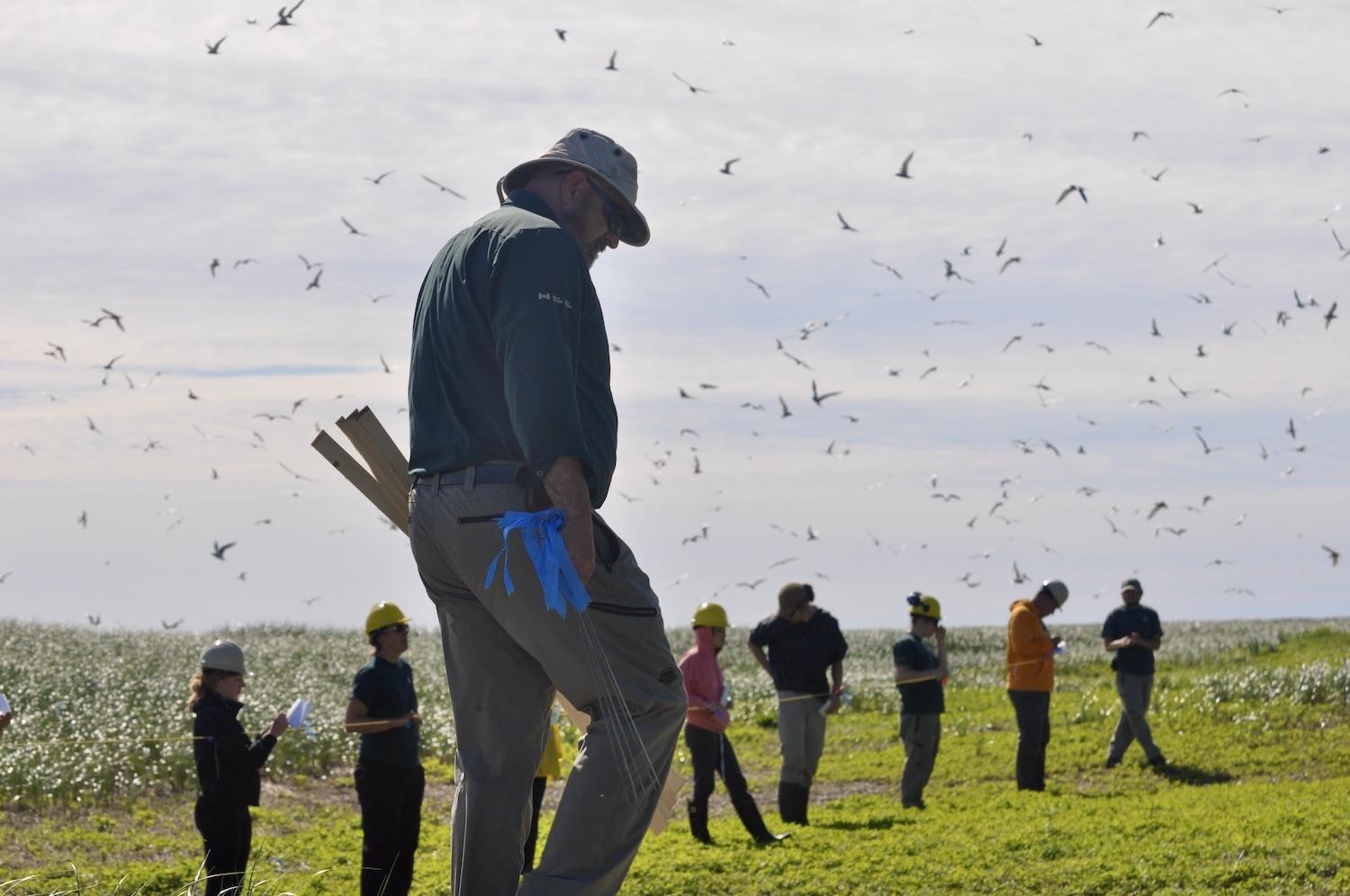 This file photo shows what it's like for Parks Canada staff and volunteers doing annual monitoring of the Common Tern colony on Tern Islands.