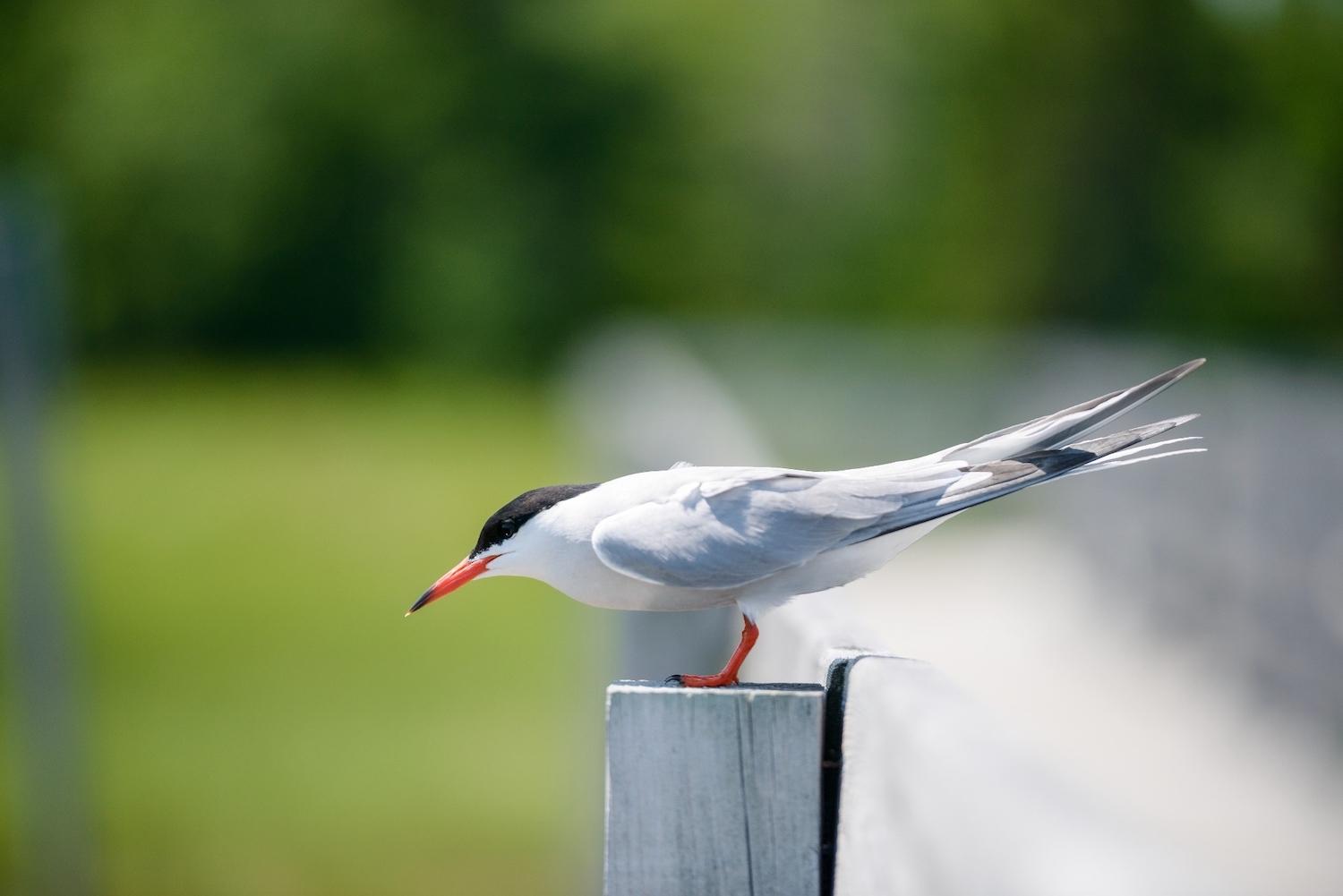 Kouchibouguac National Park draws Canada's largest nesting colony of Common Terns every summer.