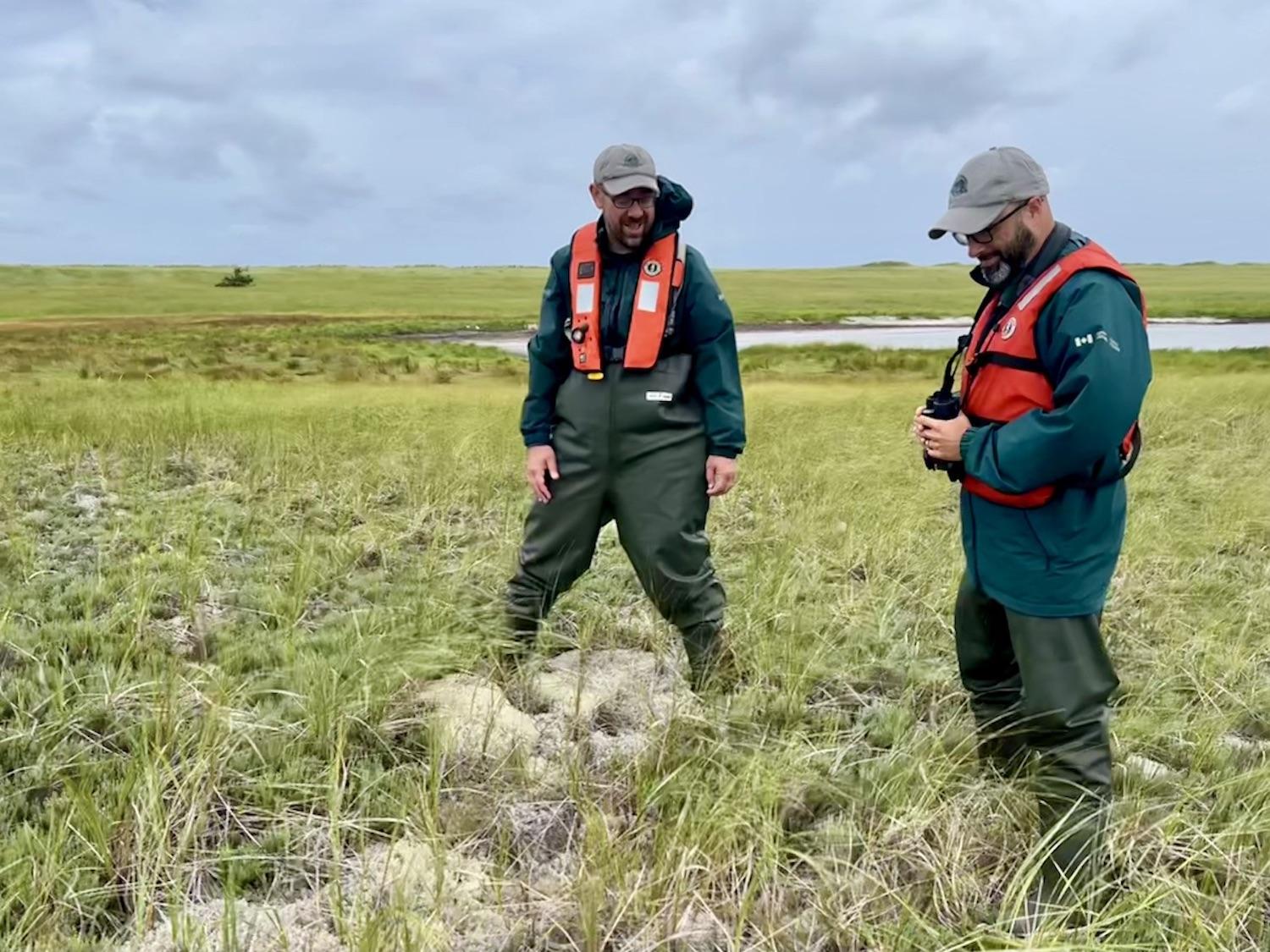 Parks Canada's Daniel Gallant, left, and David Mazerolle, right, find beach pinweed on South Kouchibouguac Dune.
