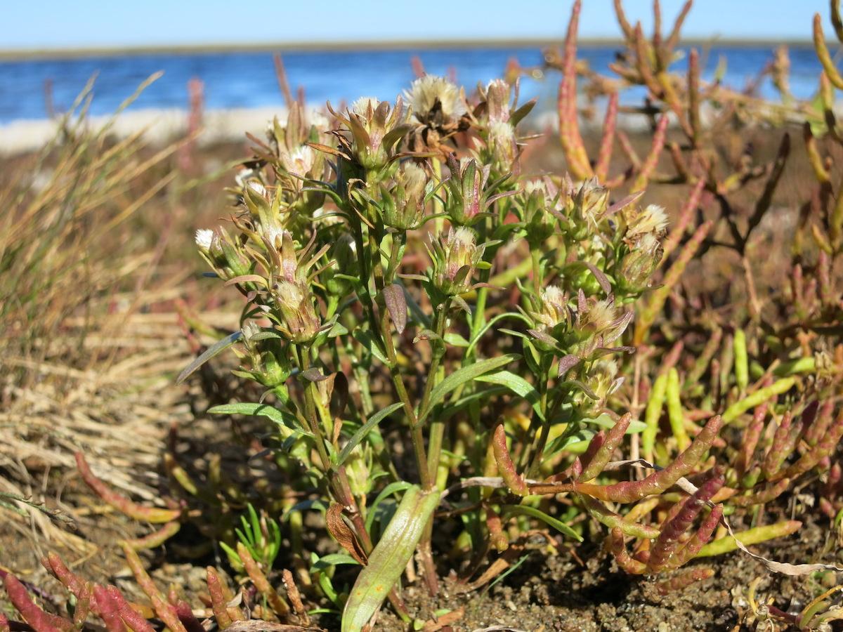 The Gulf of St. Lawrence aster is a coastal plant and species at risk.