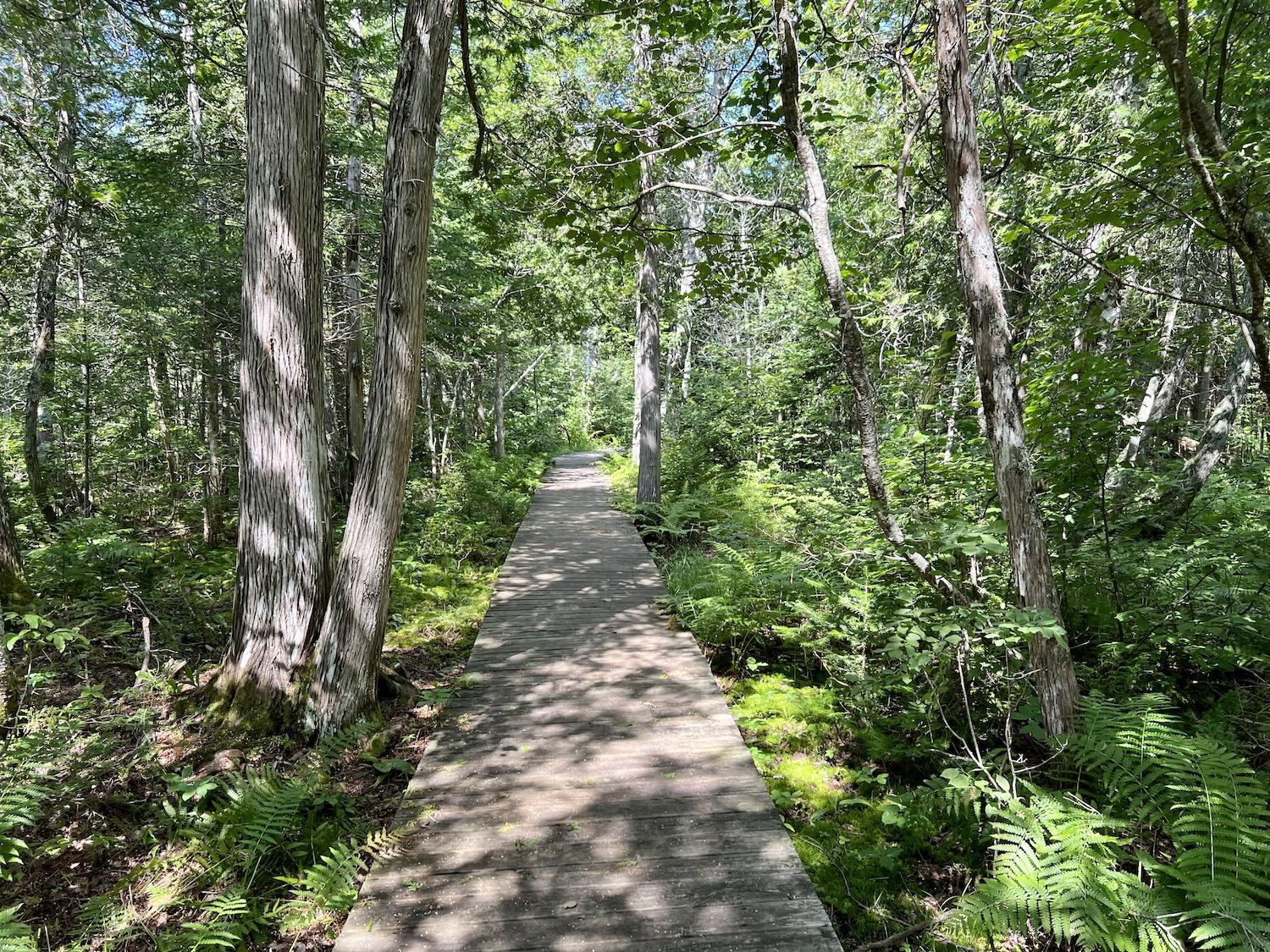 The Mi'kmaq Cedar Trail explores the importance of the Eastern white cedar.