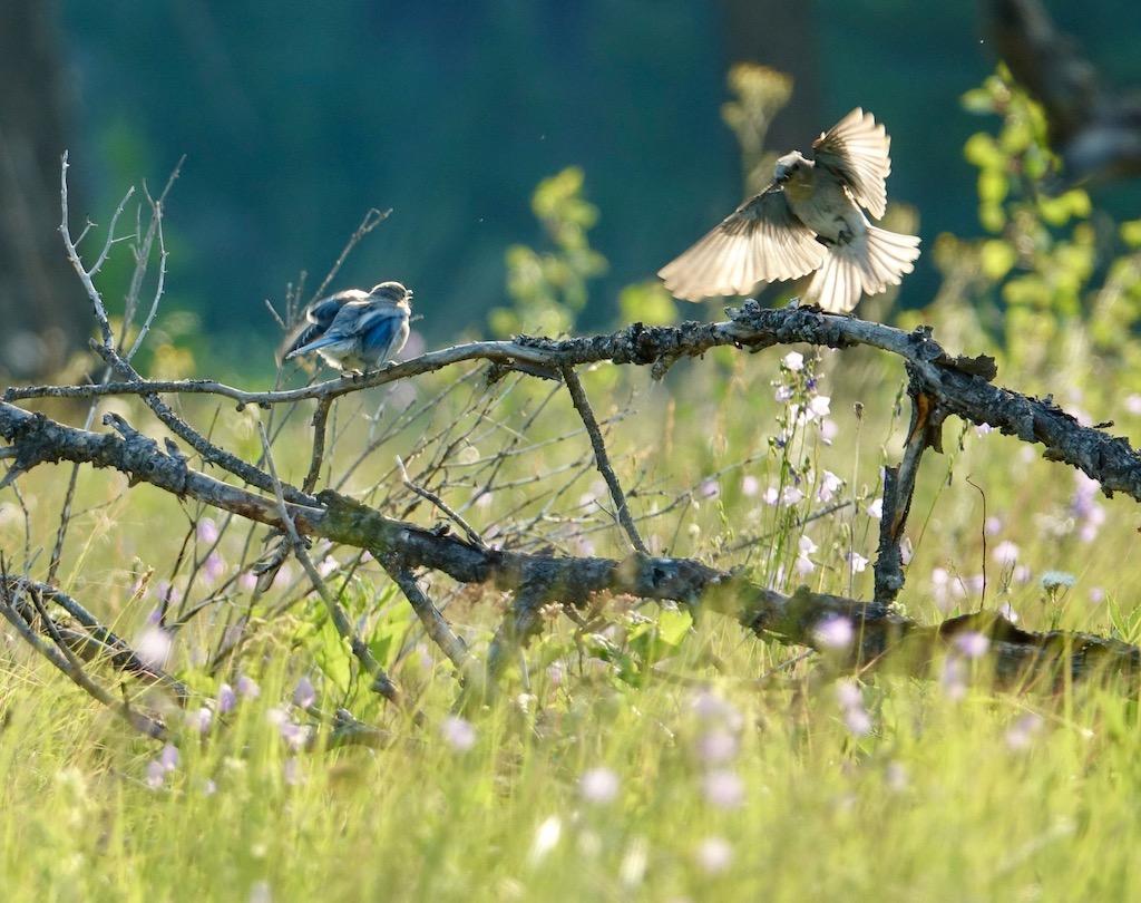 Mountain bluebirds and other songbirds are nesting in the grasslands.