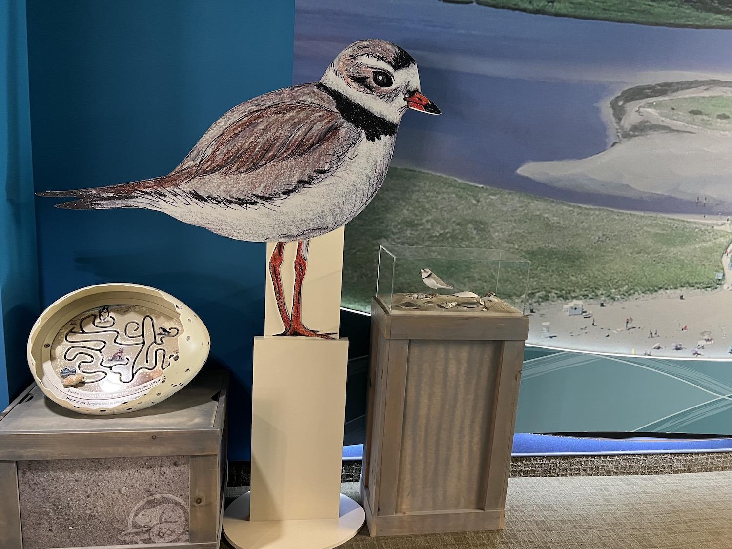 Inside the Kouchibouguac National Park visitor reception center, Piping Plover messaging is aimed at kids.