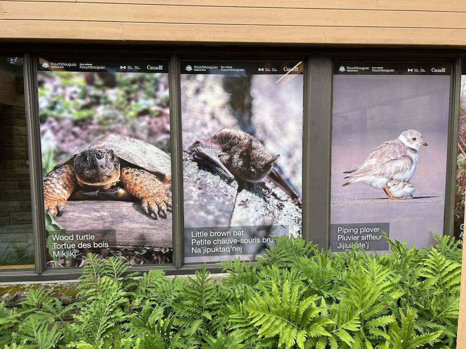 You'll walk by massive photo panels of plovers and other species-at-risk at Kouchibouguac National Park's visitor reception center in New Brunswick.