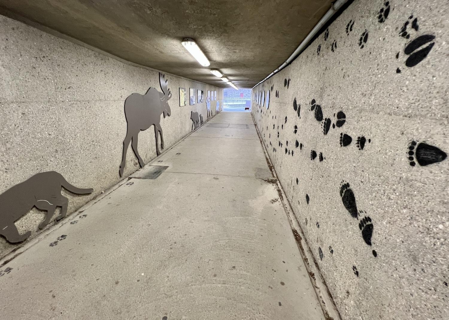 To cross the highway at Radium Hot Springs, Parks Canada installed a pedestrian underpass that tells the story of wildlife overpasses and underpasses.