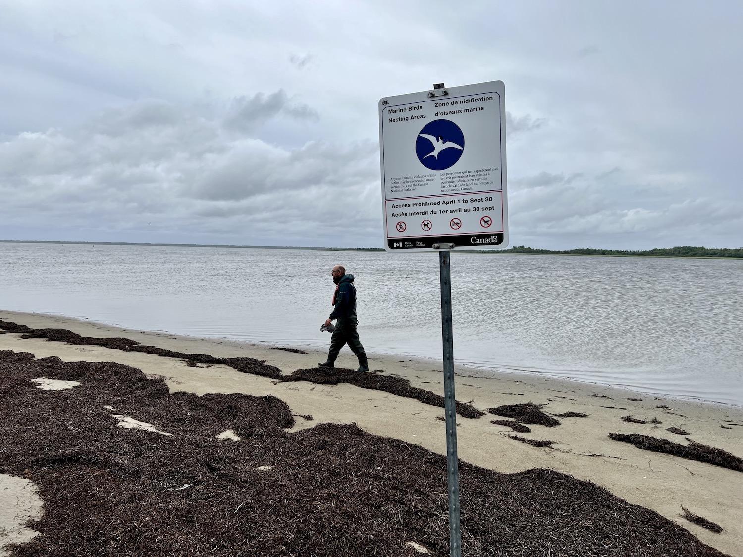 Parks Canada ecologist Daniel Gallant is allowed to be on Tern Island 2, a barrier island that draws nesting Common Terns.