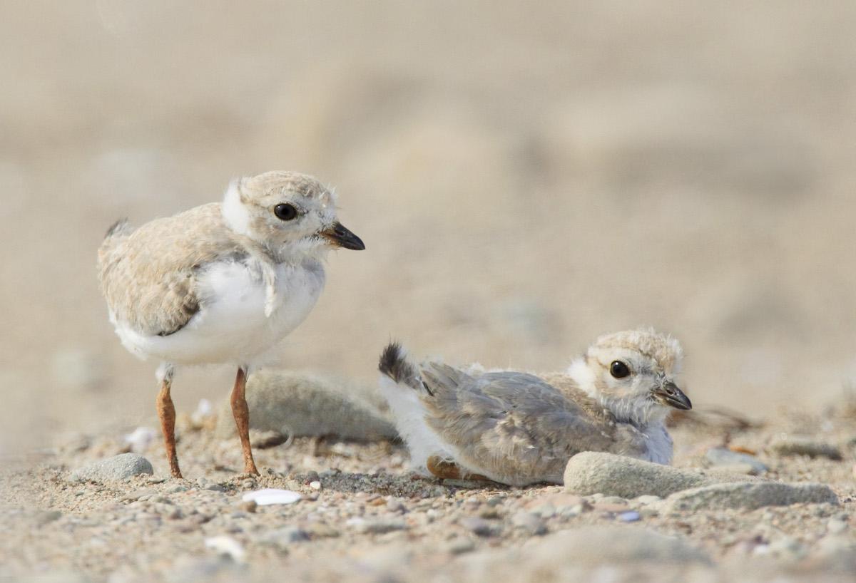 Two young Piping Plovers on the sandy beach at Kouchibouguac National Park.