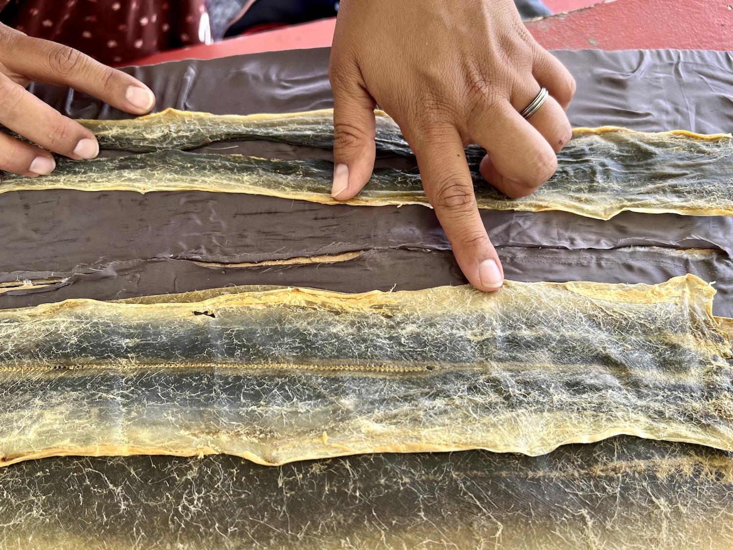 Looking at the back of an eel skin you can see how the fibres hold tight to the flesh.