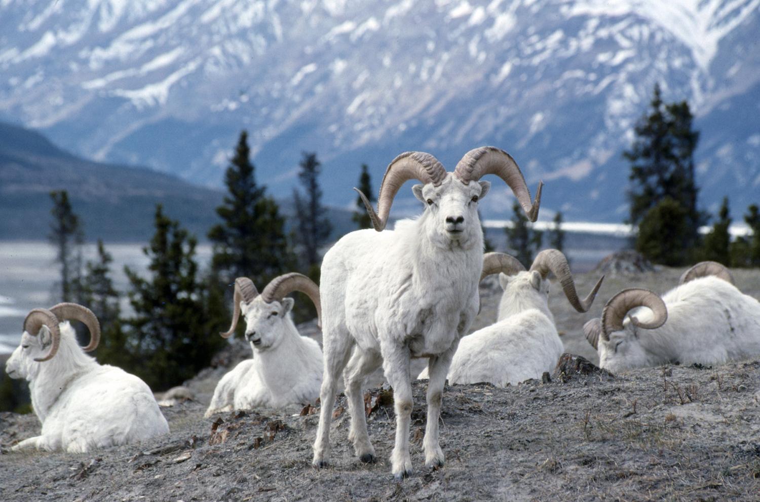 Dall's sheep, with their curled horns, are an iconic mammal in Kluane.