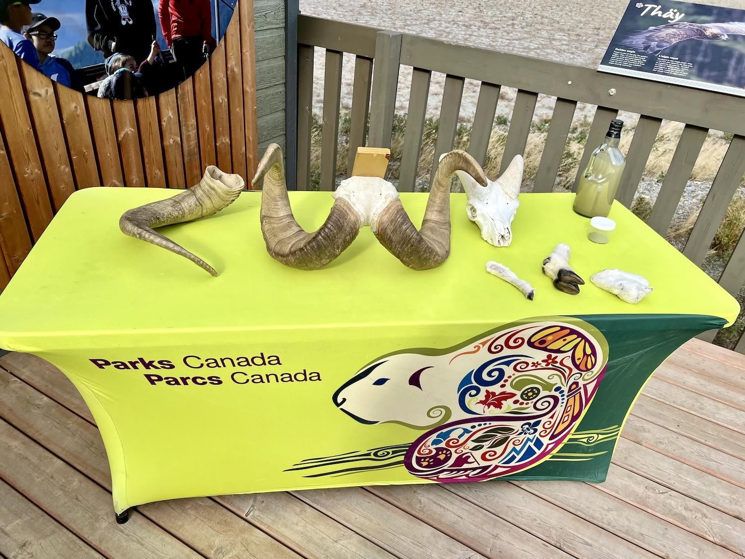 At the Thechàl Dhâl' Visitor Centre, Parks Canada shows off Dall's sheep parts on the viewing platform.