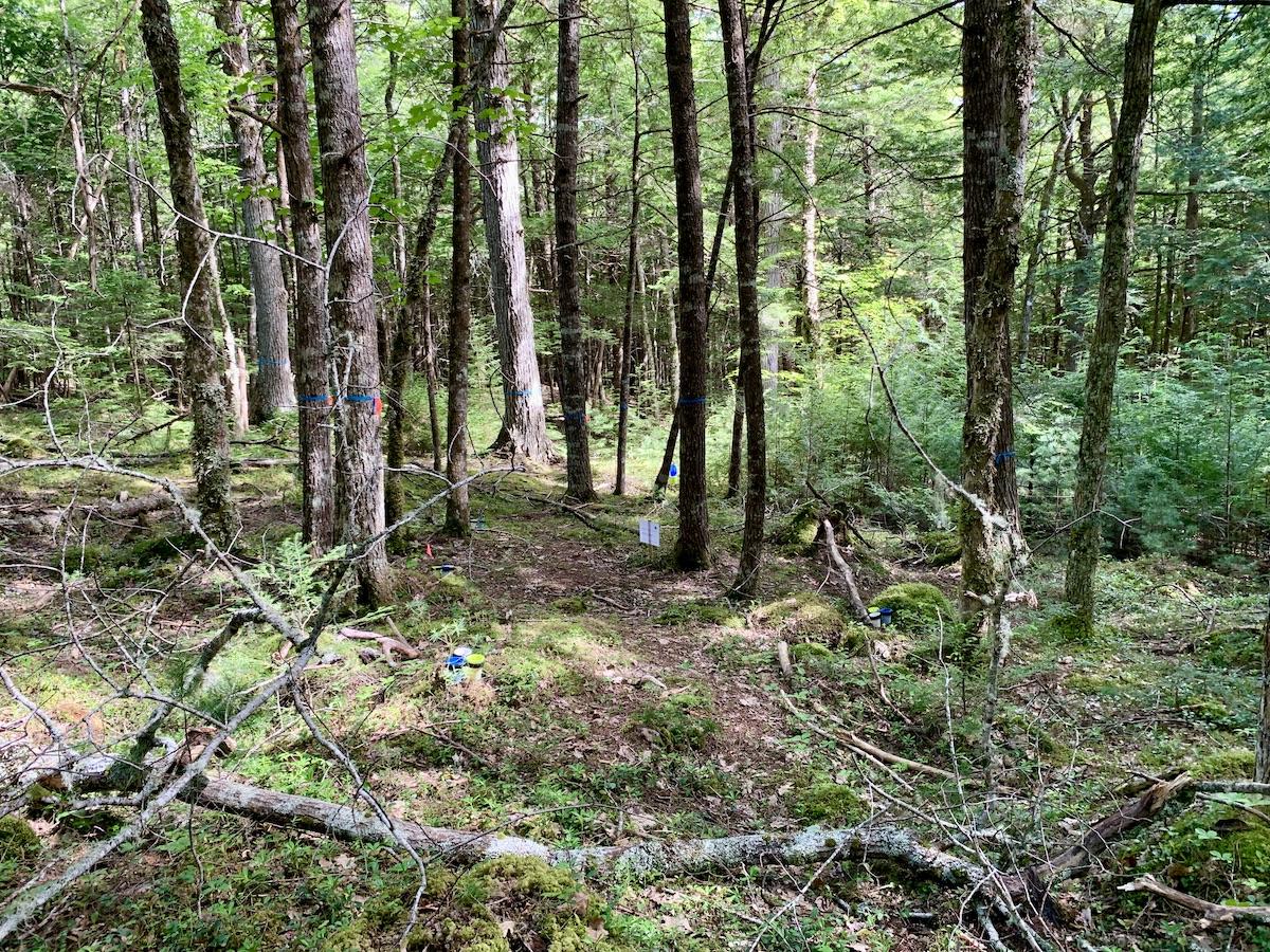 A patch of hemlock forest that's being treated with an experimental basal bark spray.