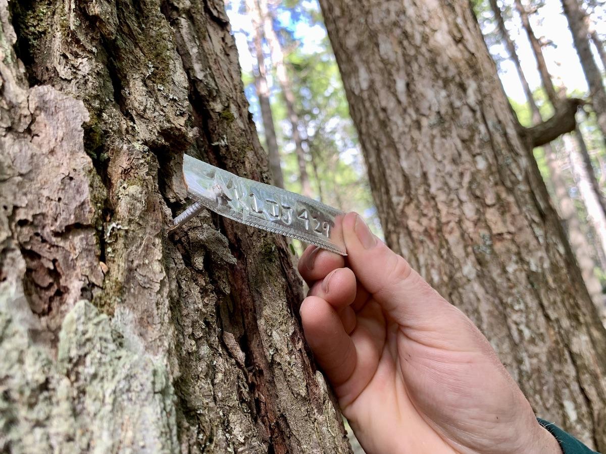 Hemlocks are tagged once they have been treated with a chemical insecticide.