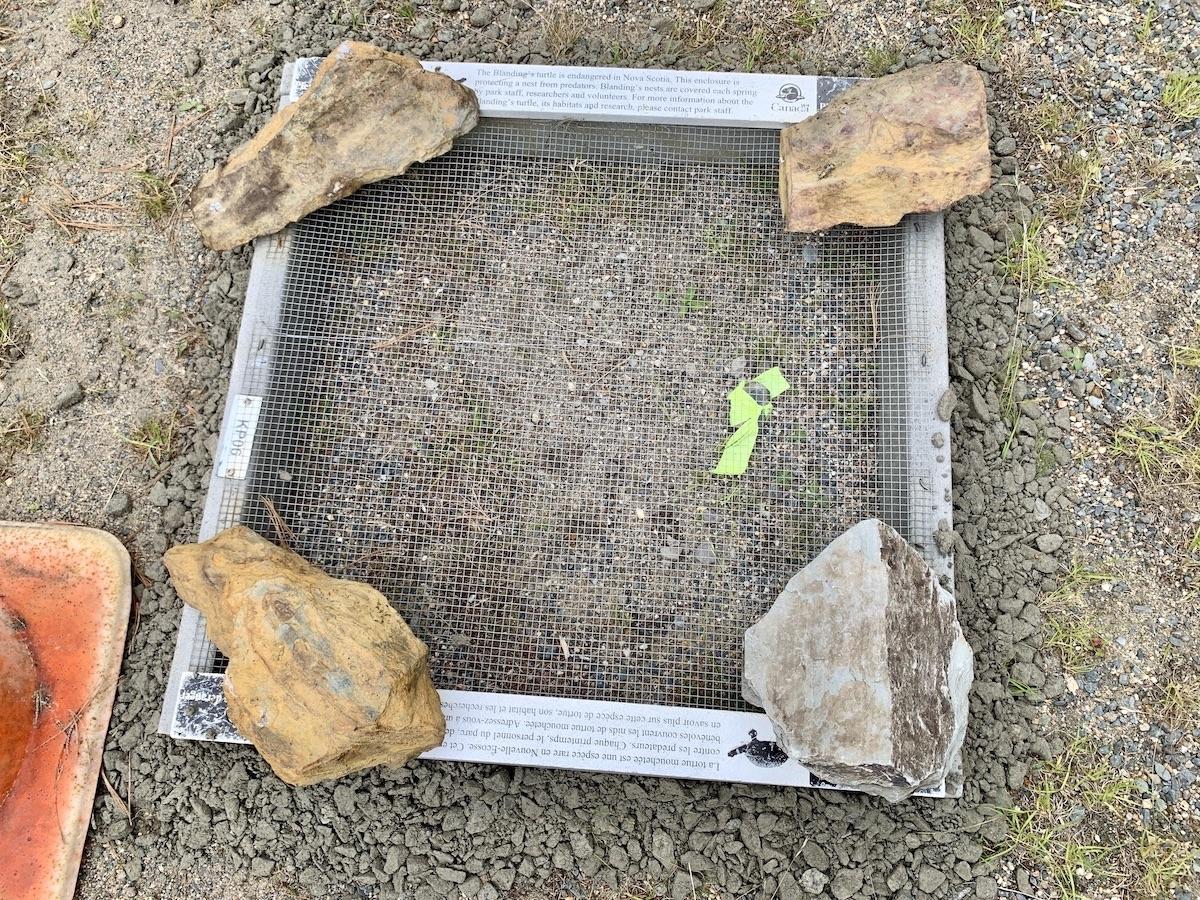Parks Canada takes steps to protect turtle nests along Keji's roads.