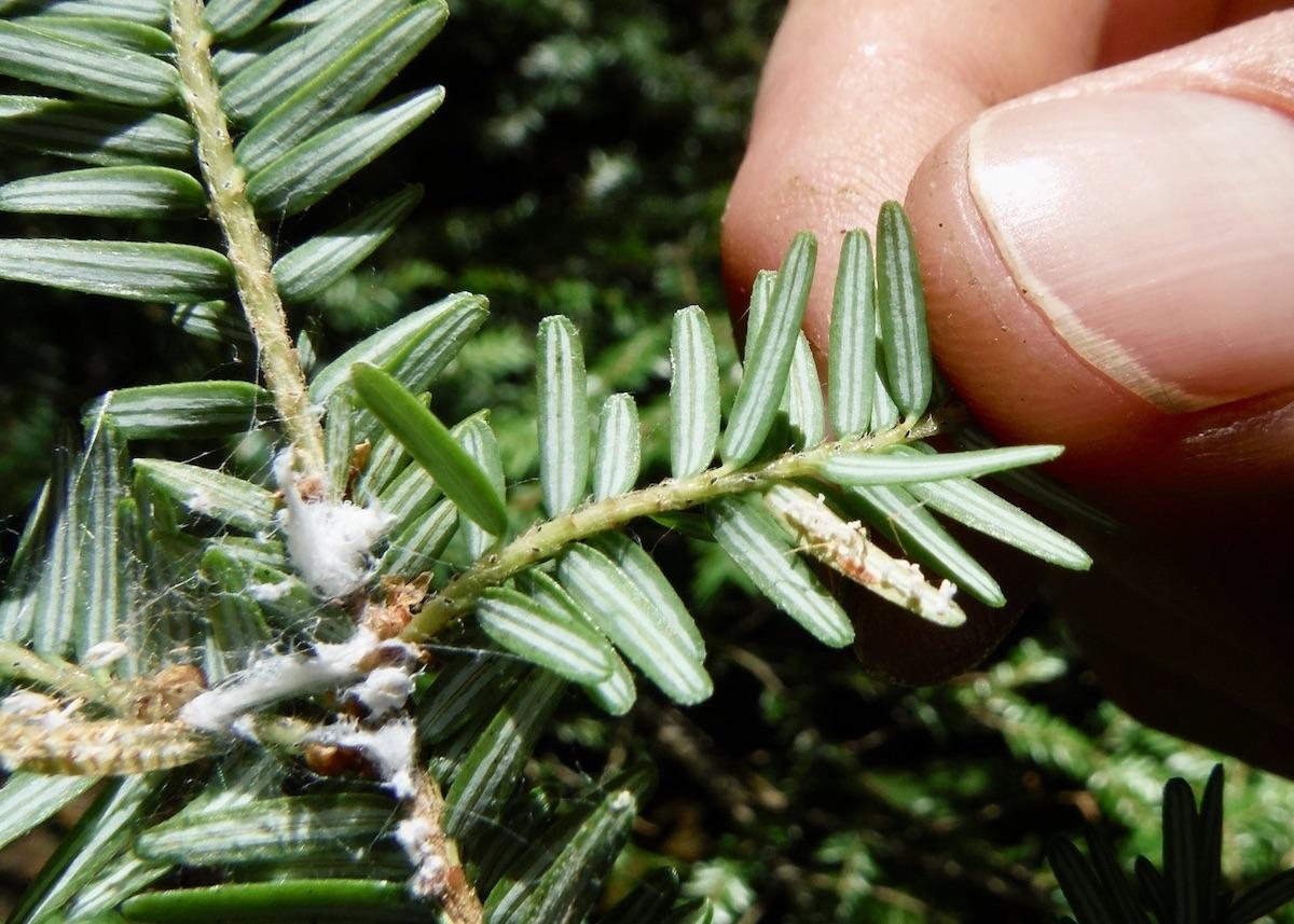 This file photo provides a closer look at HWA on a hemlock branch.