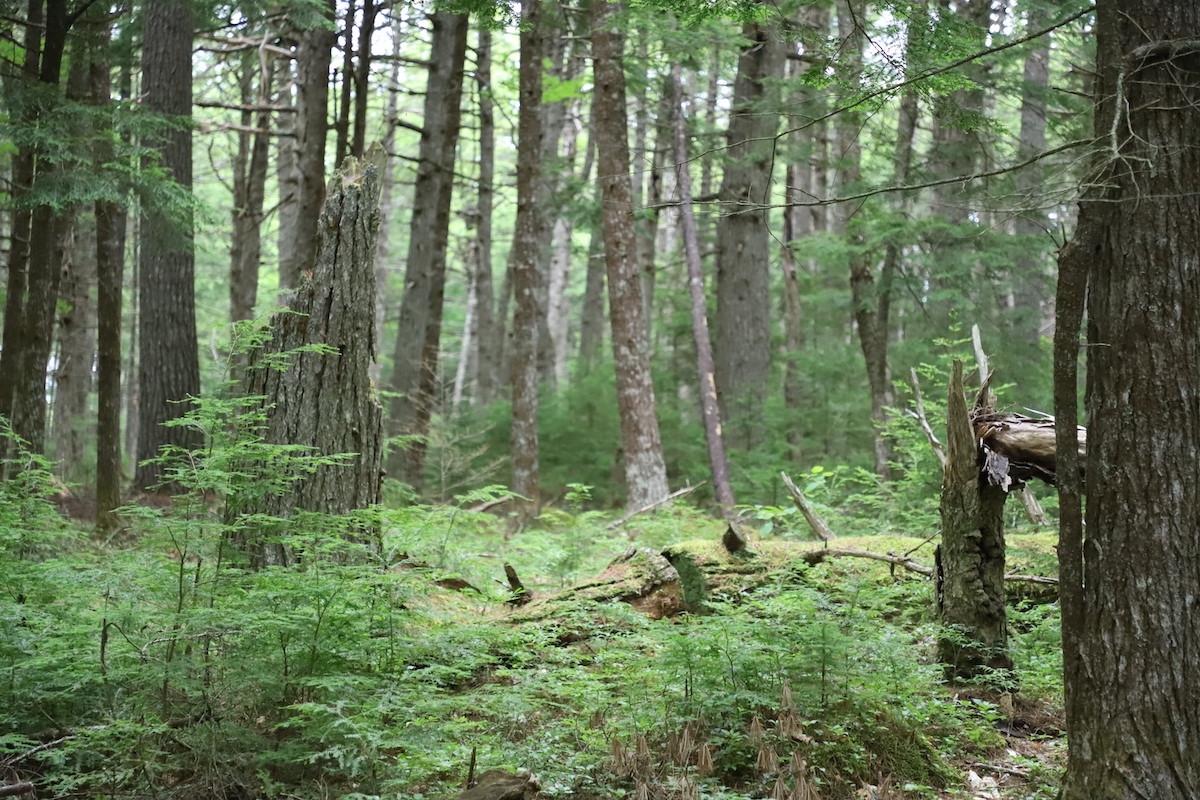 A healthy hemlock forest is full of moss and is darker than hardwood forests.