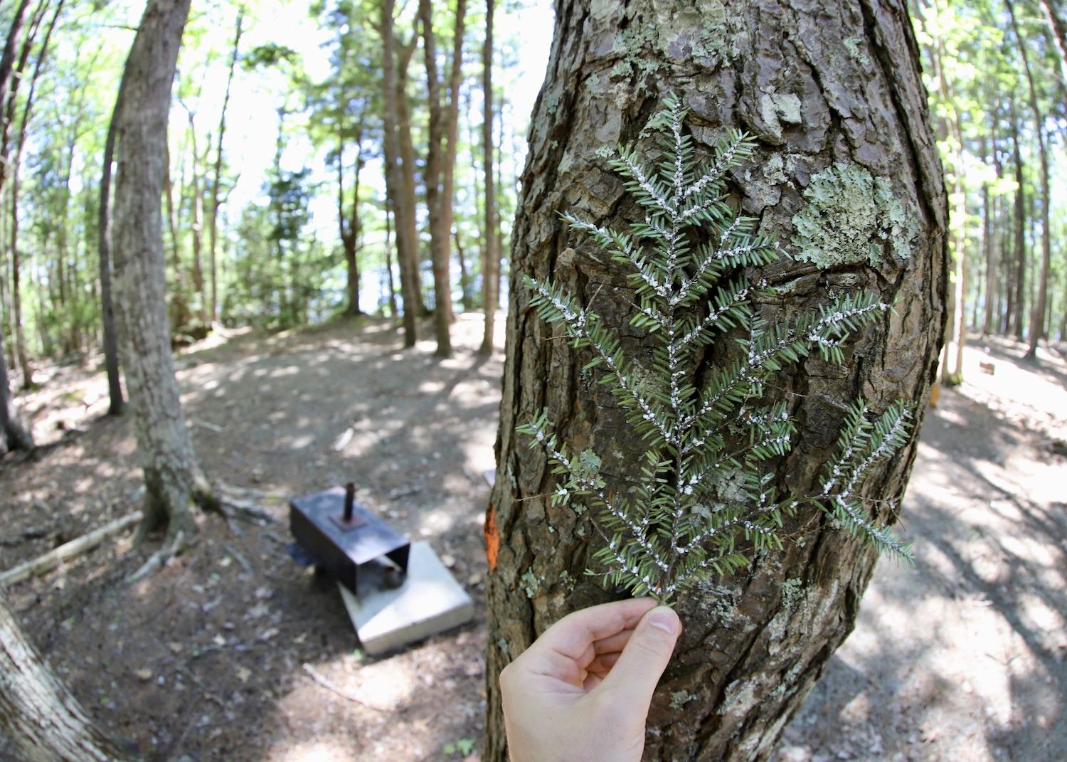 This file photo shows a hemlock branch that's heavily infested with HWA.